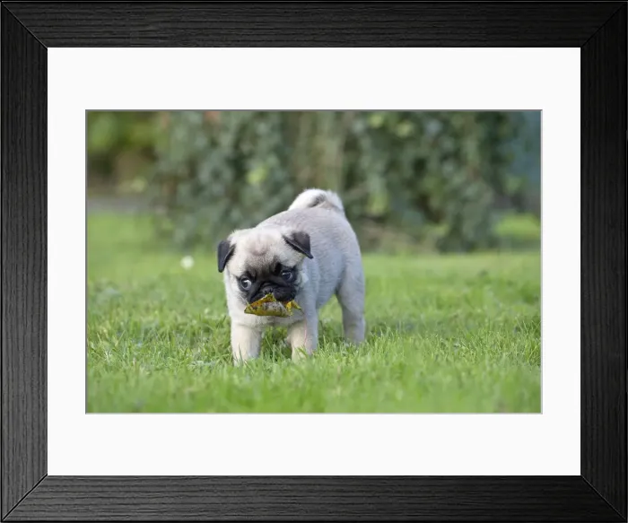 Framed Print : Picture No. 11092760 Framed Print : Picture No. 11092760