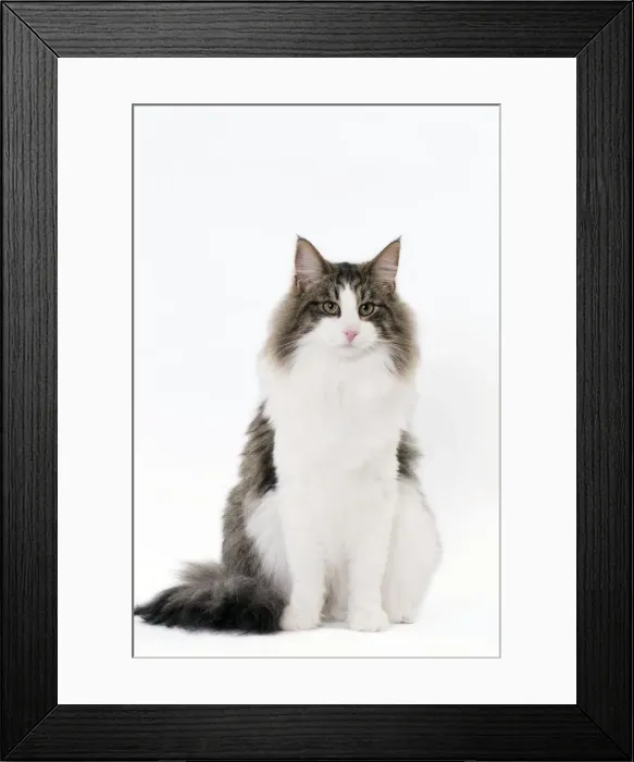 Framed Print : Picture No. 11092762