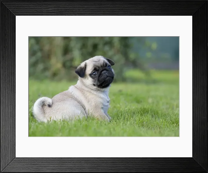 Framed Print : Picture No. 11092761 Framed Print : Picture No. 11092761
