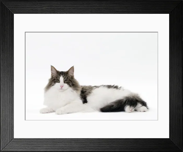 Framed Print : Picture No. 11092763 Framed Print : Picture No. 11092763