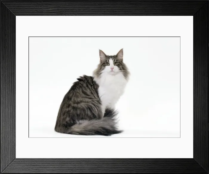 Framed Print : Picture No. 11092764 Framed Print : Picture No. 11092764