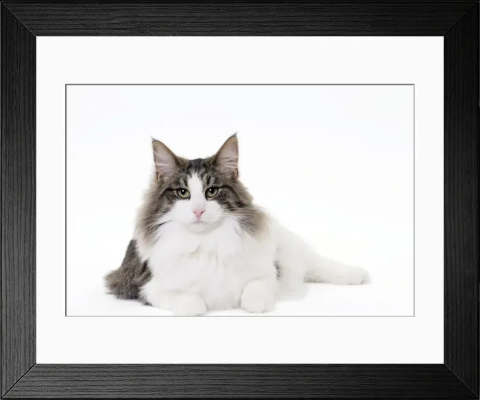 Framed Print : Picture No. 11092765 Framed Print : Picture No. 11092765