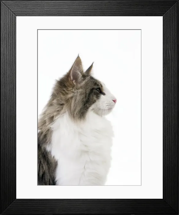 Framed Print : Picture No. 11092767 Framed Print : Picture No. 11092767