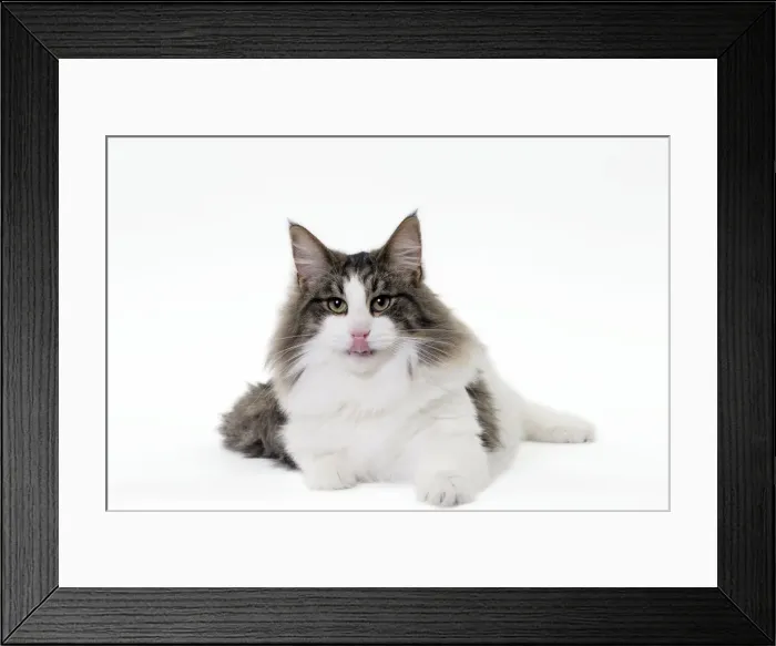 Framed Print : Picture No. 11092766 Framed Print : Picture No. 11092766