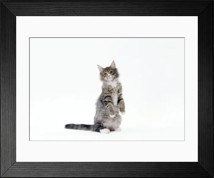 Framed Print : Picture No. 11092770 Framed Print : Picture No. 11092770