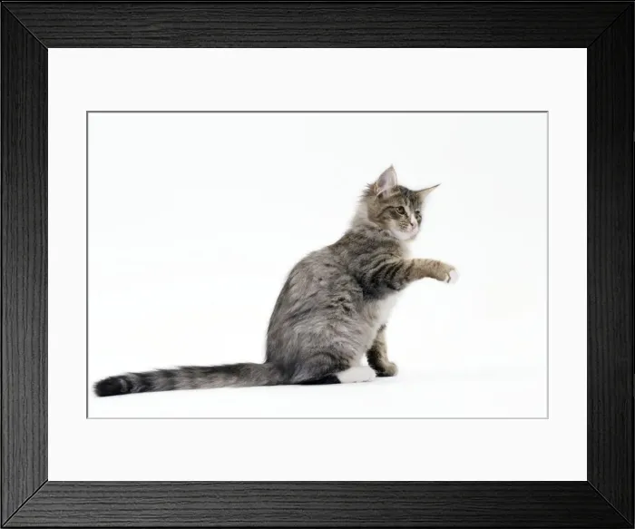 Framed Print : Picture No. 11092771 Framed Print : Picture No. 11092771