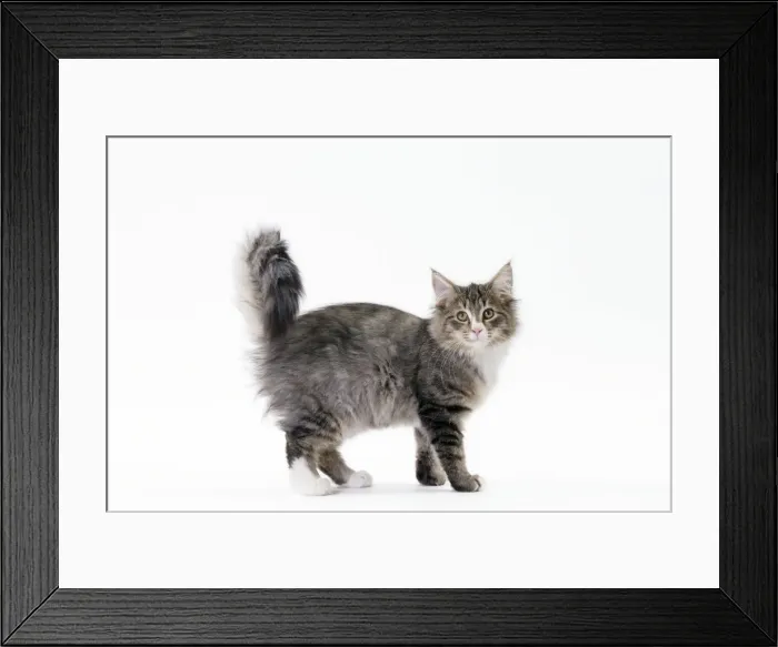 Framed Print : Picture No. 11092772 Framed Print : Picture No. 11092772