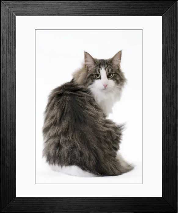 Framed Print : Picture No. 11092768 Framed Print : Picture No. 11092768