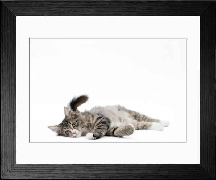 Framed Print : Picture No. 11092774 Framed Print : Picture No. 11092774