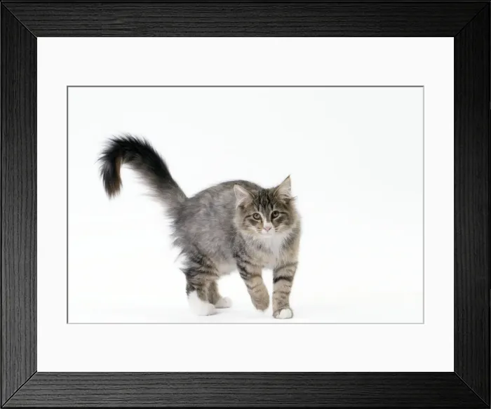 Framed Print : Picture No. 11092773 Framed Print : Picture No. 11092773