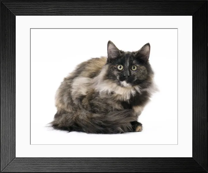 Framed Print : Picture No. 11092776 Framed Print : Picture No. 11092776