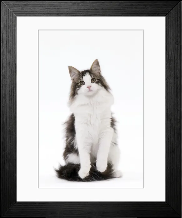 Framed Print : Picture No. 11092777