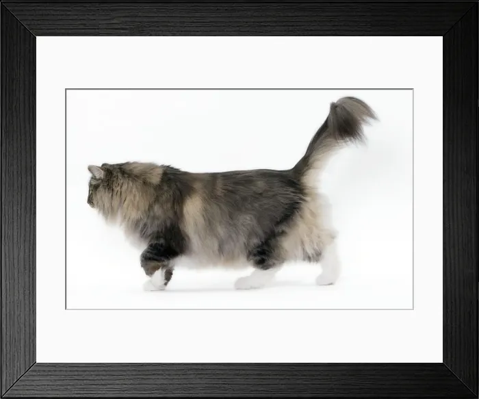 Framed Print : Picture No. 11092778