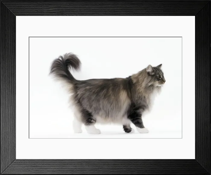 Framed Print : Picture No. 11092779 Framed Print : Picture No. 11092779