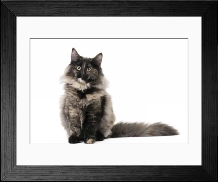 Framed Print : Picture No. 11092775 Framed Print : Picture No. 11092775