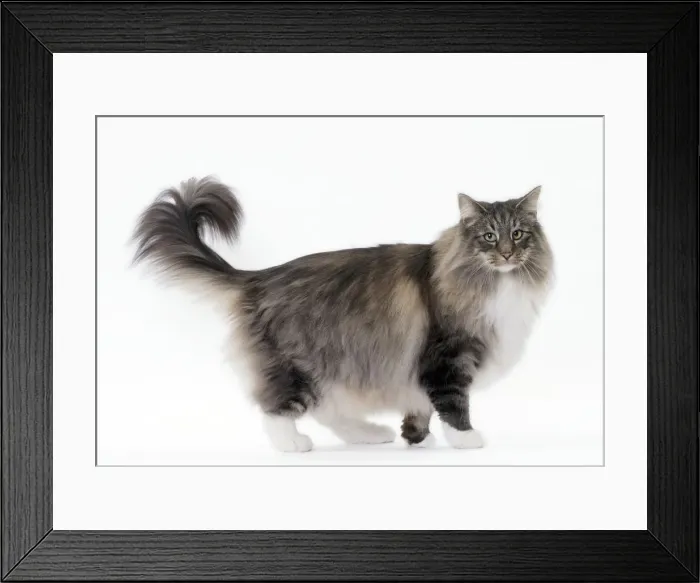 Framed Print : Picture No. 11092780 Framed Print : Picture No. 11092780