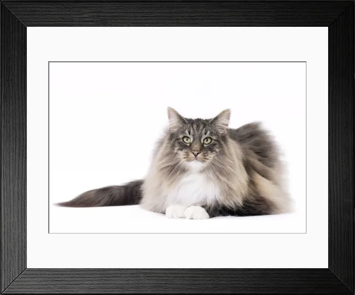Framed Print : Picture No. 11092782 Framed Print : Picture No. 11092782