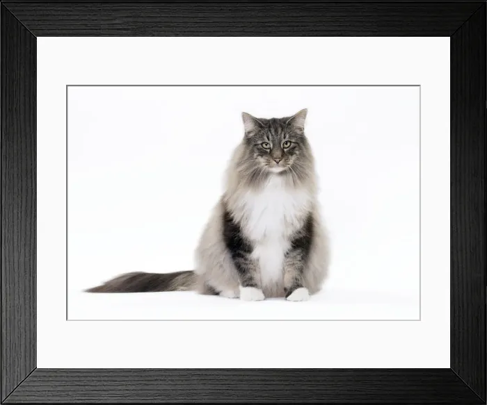 Framed Print : Picture No. 11092781 Framed Print : Picture No. 11092781