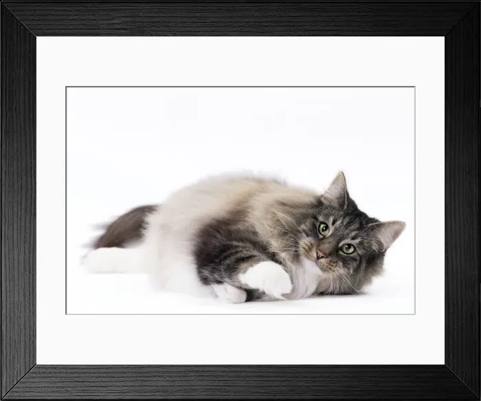 Framed Print : Picture No. 11092784 Framed Print : Picture No. 11092784