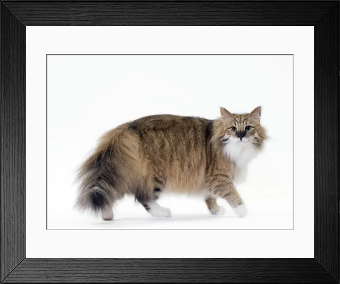 Framed Print : Picture No. 11092785 Framed Print : Picture No. 11092785