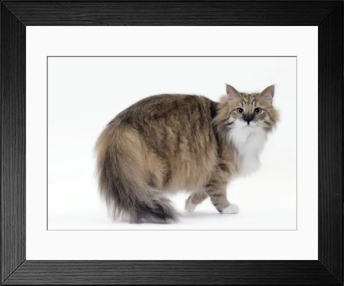 Framed Print : Picture No. 11092786 Framed Print : Picture No. 11092786