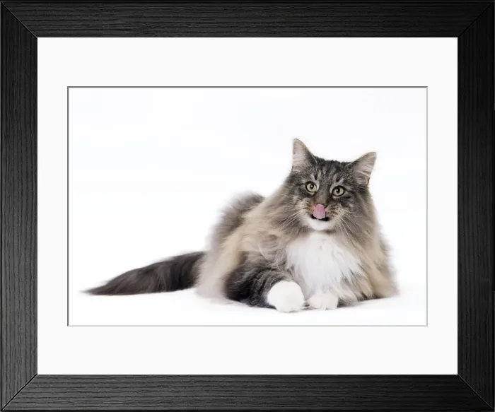 Framed Print : Picture No. 11092783 Framed Print : Picture No. 11092783