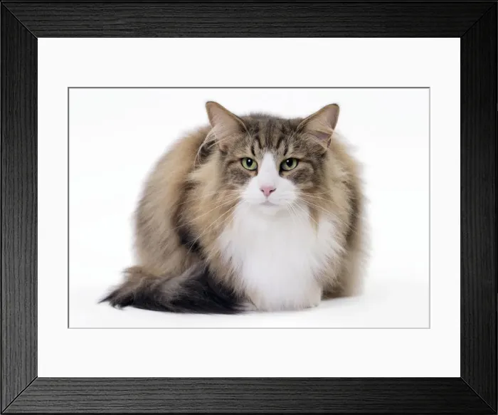 Framed Print : Picture No. 11092787 Framed Print : Picture No. 11092787