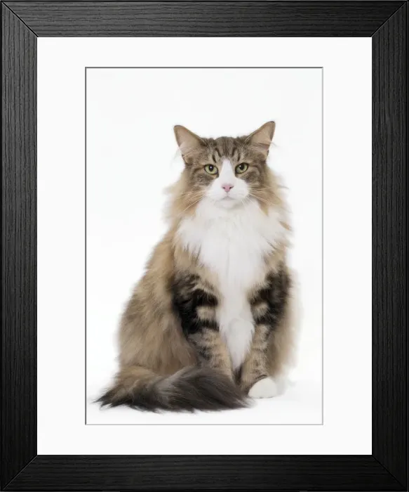 Framed Print : Picture No. 11092788 Framed Print : Picture No. 11092788
