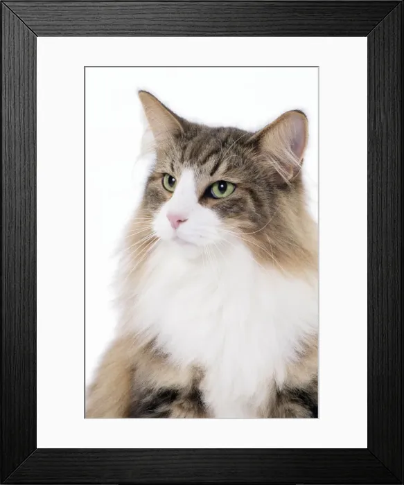 Framed Print : Picture No. 11092789 Framed Print : Picture No. 11092789
