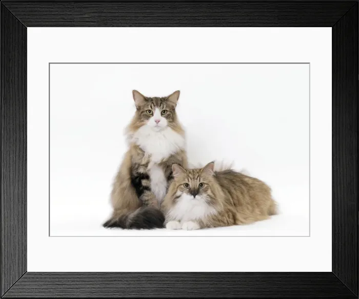 Framed Print : Picture No. 11092790 Framed Print : Picture No. 11092790
