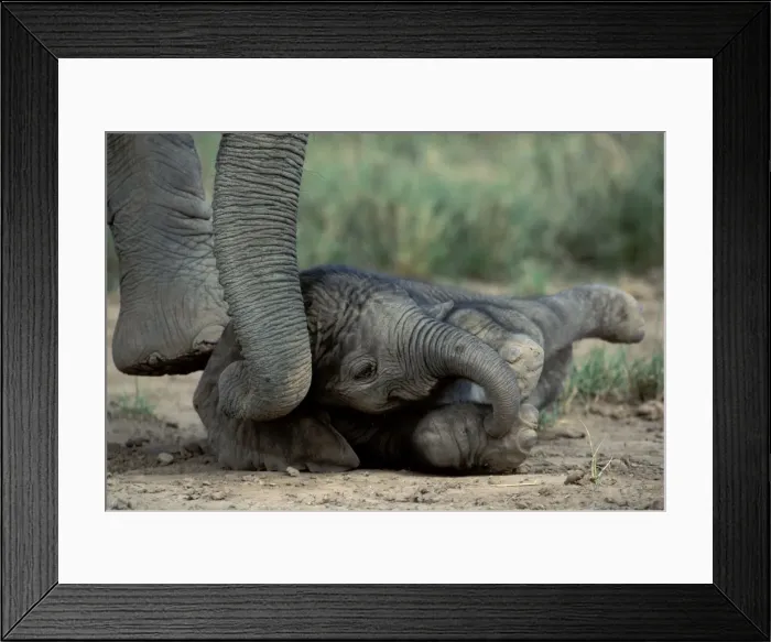 Framed Print : Picture No. 11092792 Framed Print : Picture No. 11092792
