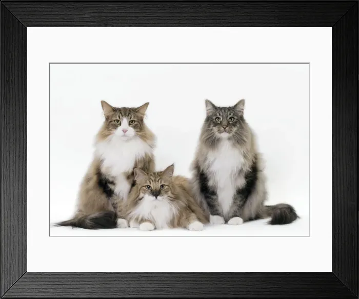 Framed Print : Picture No. 11092791 Framed Print : Picture No. 11092791