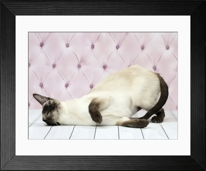 Framed Print : Picture No. 11092796 Framed Print : Picture No. 11092796