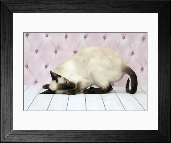 Framed Print : Picture No. 11092797 Framed Print : Picture No. 11092797