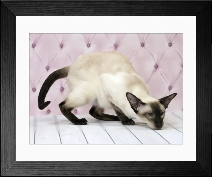 Framed Print : Picture No. 11092798 Framed Print : Picture No. 11092798