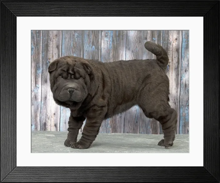 Framed Print : Picture No. 11092802 Framed Print : Picture No. 11092802