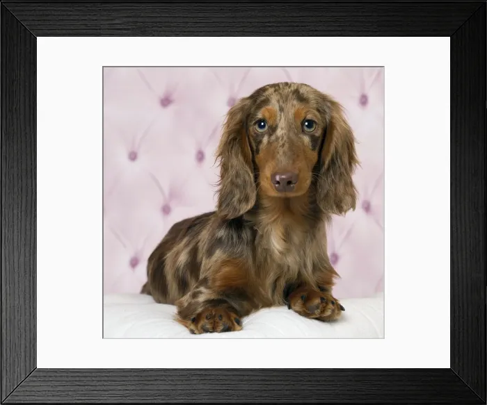 Framed Print : Picture No. 11092803 Framed Print : Picture No. 11092803