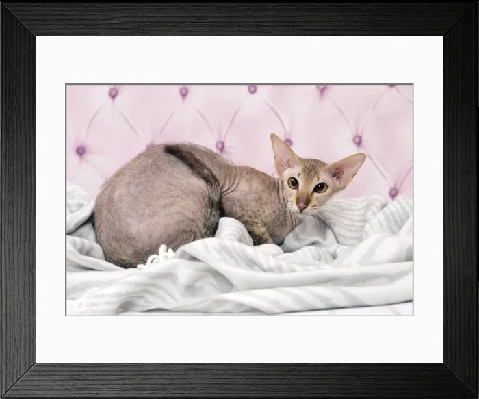 Framed Print : Picture No. 11092807 Framed Print : Picture No. 11092807