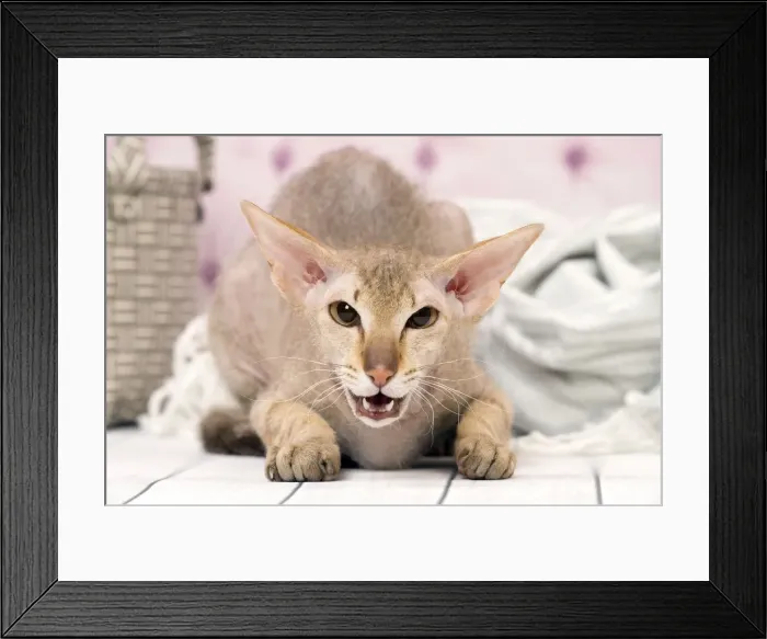 Framed Print : Picture No. 11092808 Framed Print : Picture No. 11092808