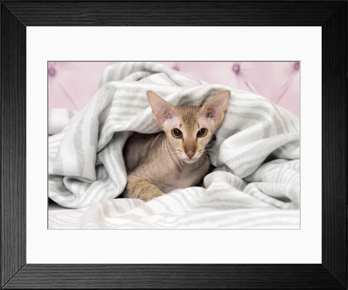 Framed Print : Picture No. 11092810
