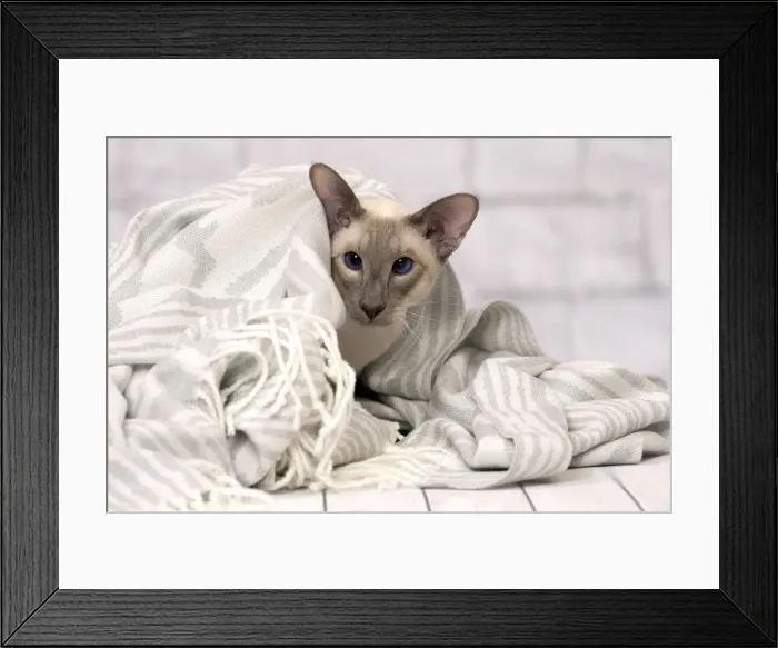 Framed Print : Picture No. 11092813 Framed Print : Picture No. 11092813
