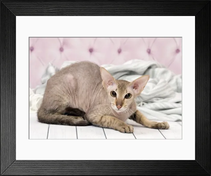 Framed Print : Picture No. 11092809 Framed Print : Picture No. 11092809