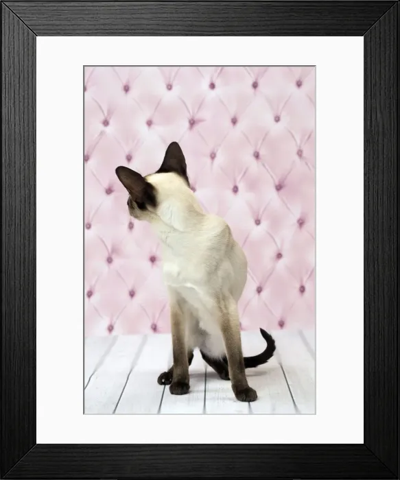 Framed Print : Picture No. 11092816 Framed Print : Picture No. 11092816