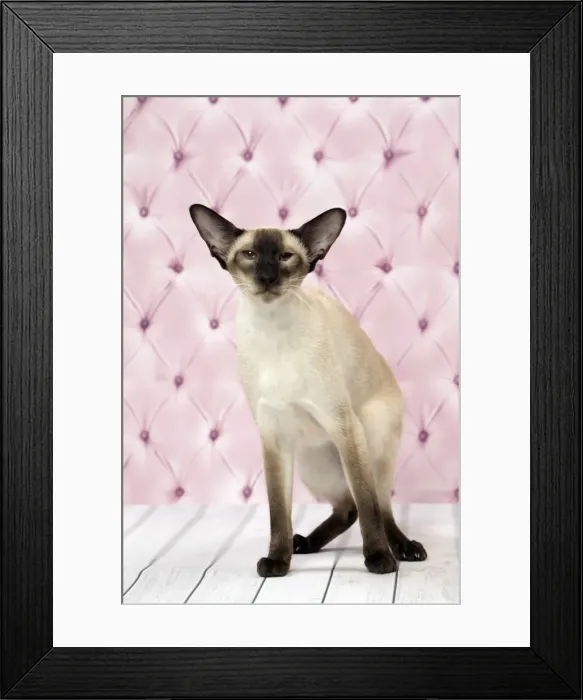 Framed Print : Picture No. 11092817 Framed Print : Picture No. 11092817