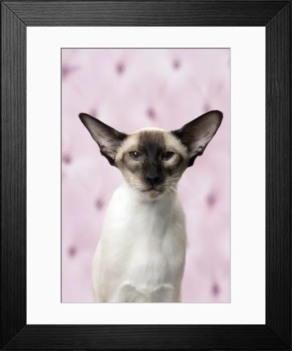 Framed Print : Picture No. 11092818 Framed Print : Picture No. 11092818
