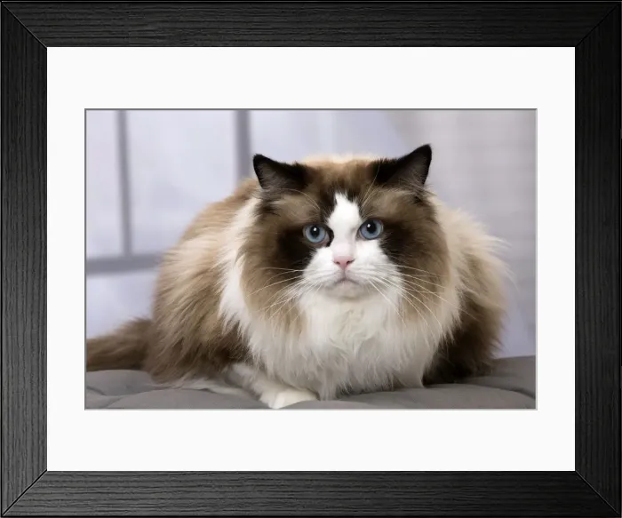 Framed Print : Picture No. 11092819 Framed Print : Picture No. 11092819