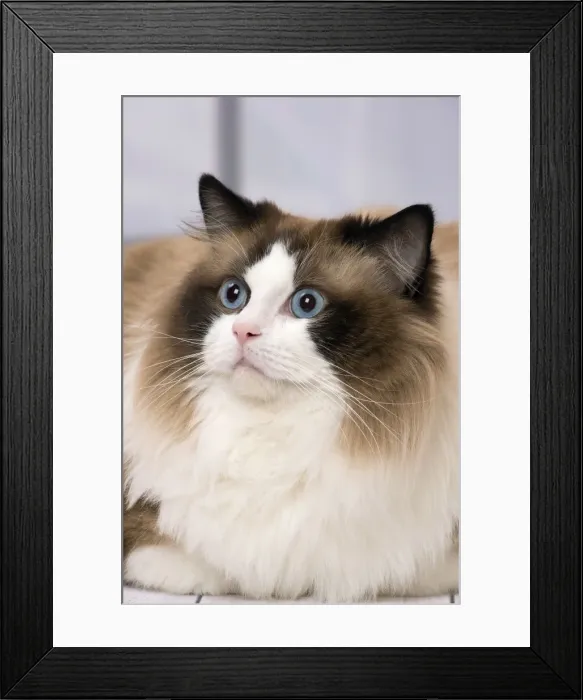 Framed Print : Picture No. 11092820 Framed Print : Picture No. 11092820