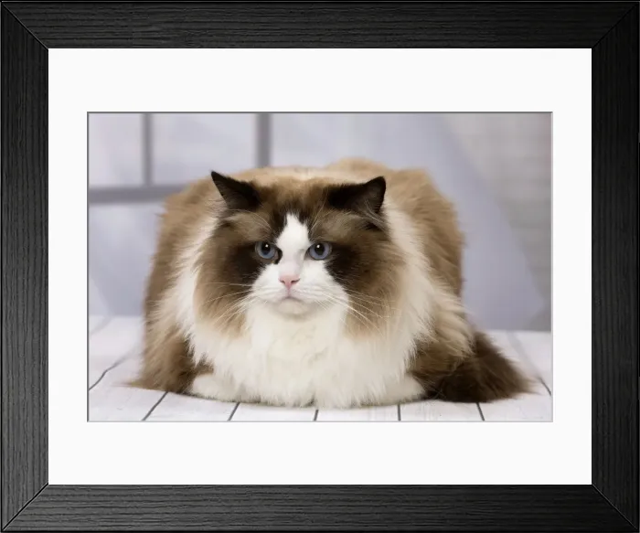 Framed Print : Picture No. 11092821 Framed Print : Picture No. 11092821