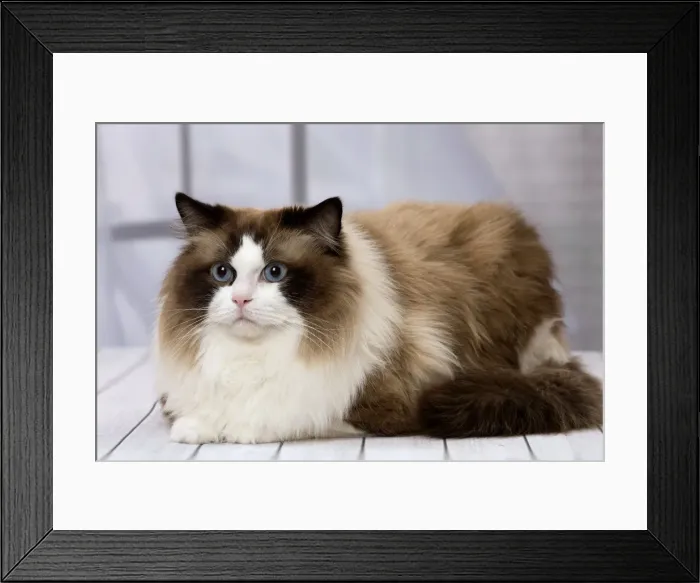 Framed Print : Picture No. 11092822 Framed Print : Picture No. 11092822
