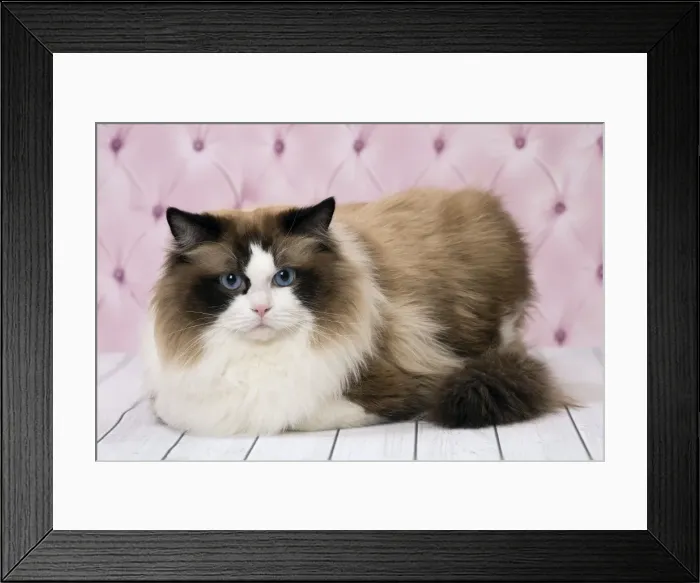 Framed Print : Picture No. 11092823 Framed Print : Picture No. 11092823